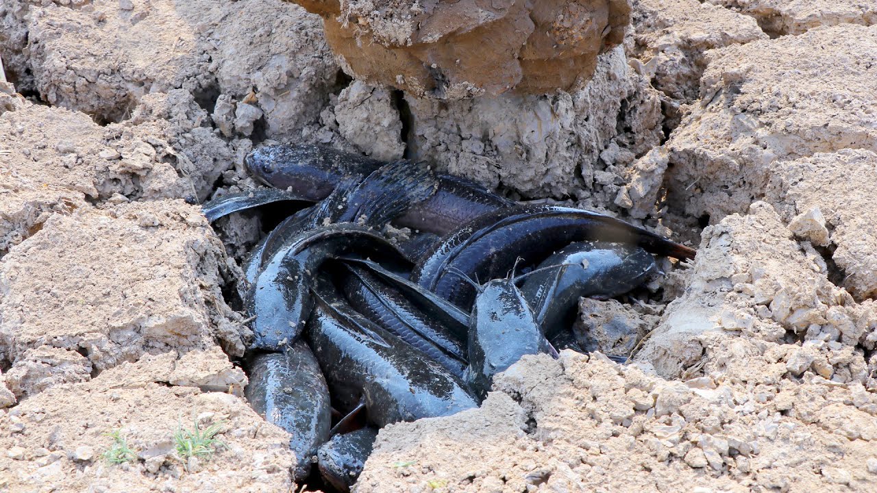 Viral videos Fishing on Dry season Catching Fish in secret Hole by man fisher man