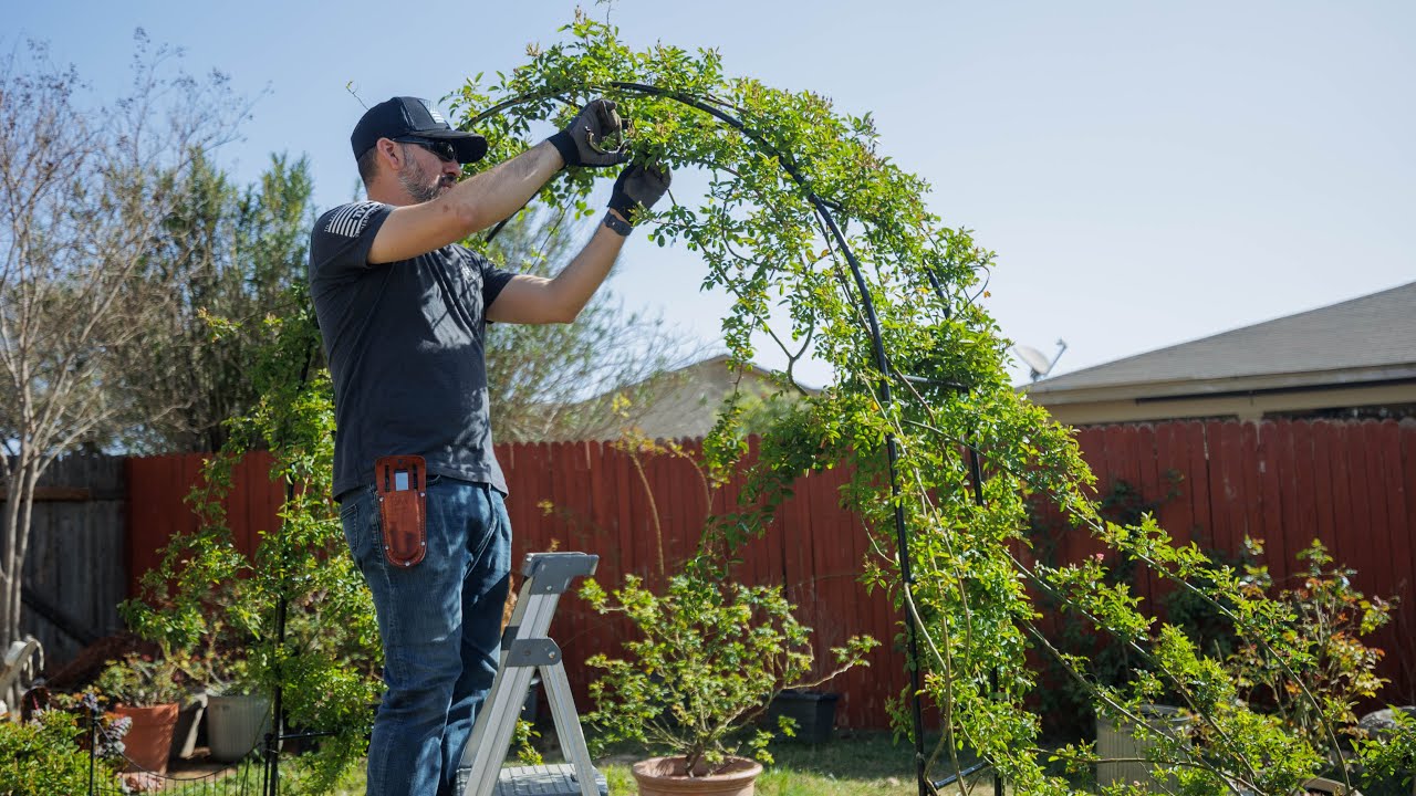 This Peggy Martin Rose Grew 20 FEET in Just One Season!