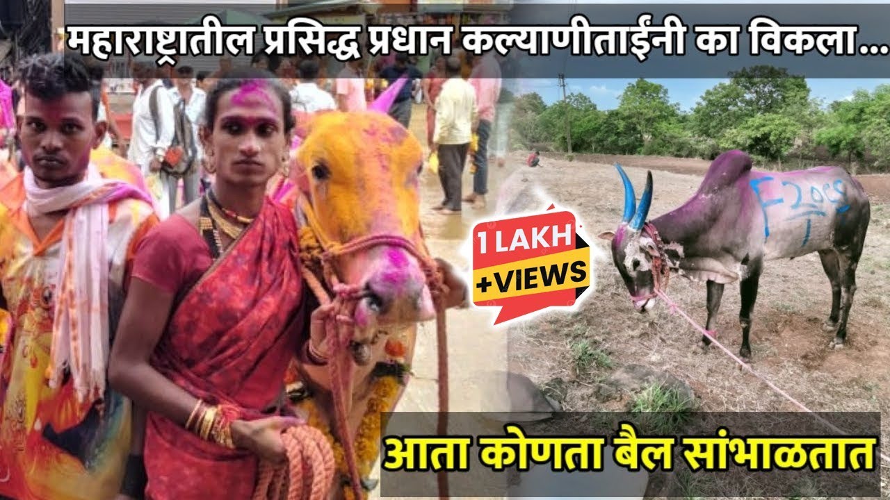 महाराष्ट्रातील प्रसिद्ध प्रधान कल्याणीताईंनी का विकला..., | आता कोणता बैल सांभाळतात