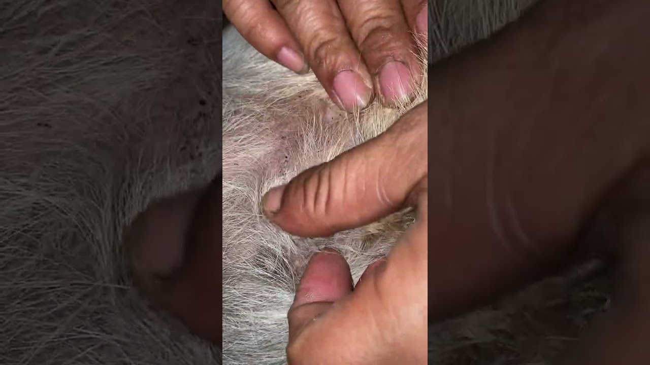 Cute Puppy Daily Life – Feeding, Bathing and Healing Puppie
