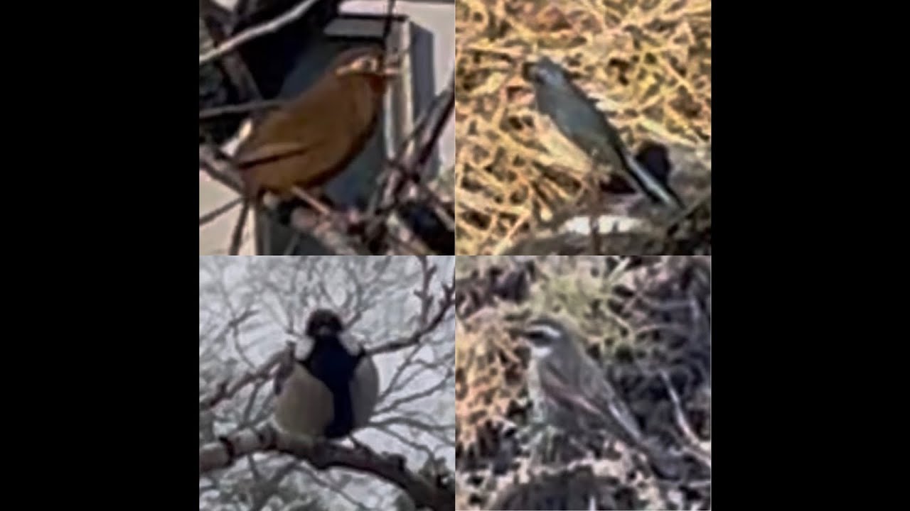 冬に会える昭和の森の野鳥たち（ガビチョウ、ルリビタキ、シジュウカラ、トラツグミ、ツグミなど）