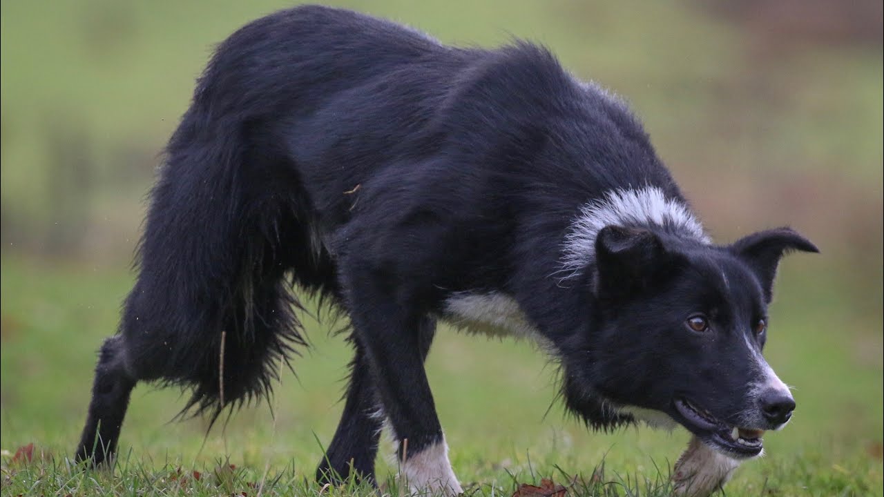 Ben 00/407750..Lot no 115 Dolgellau online sale 12th November (Mr.L.Howells +44 7970 467544)