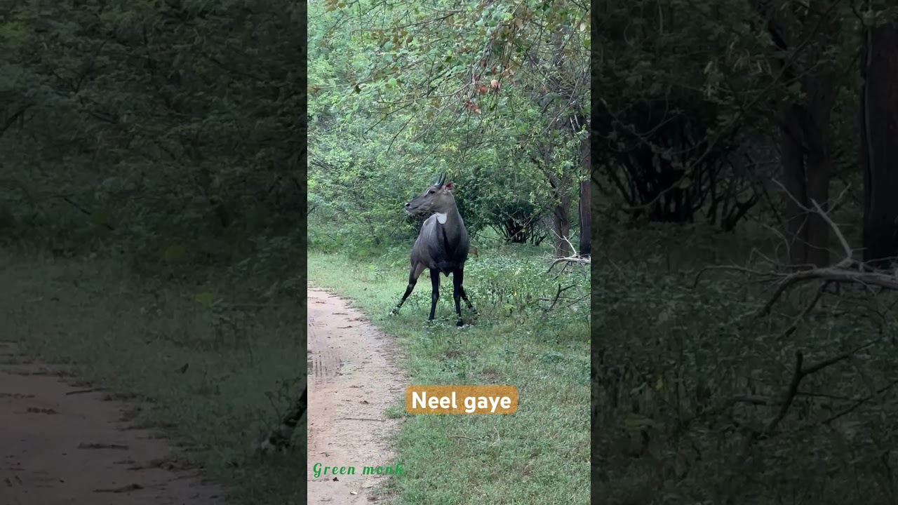 Neel gaye @ blue cow @RanthambhorePark | neel gaye #nature #wildlife #animals #tiger #viral