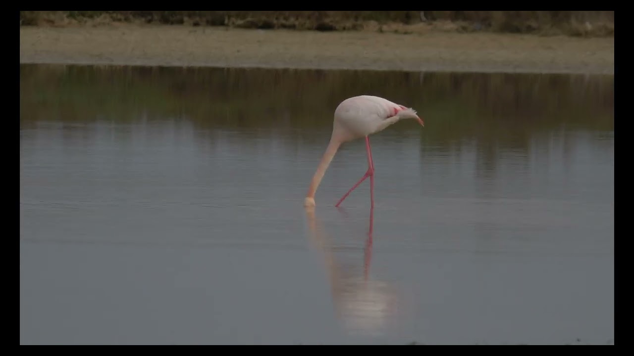 Flamencos del Delta del Ebro