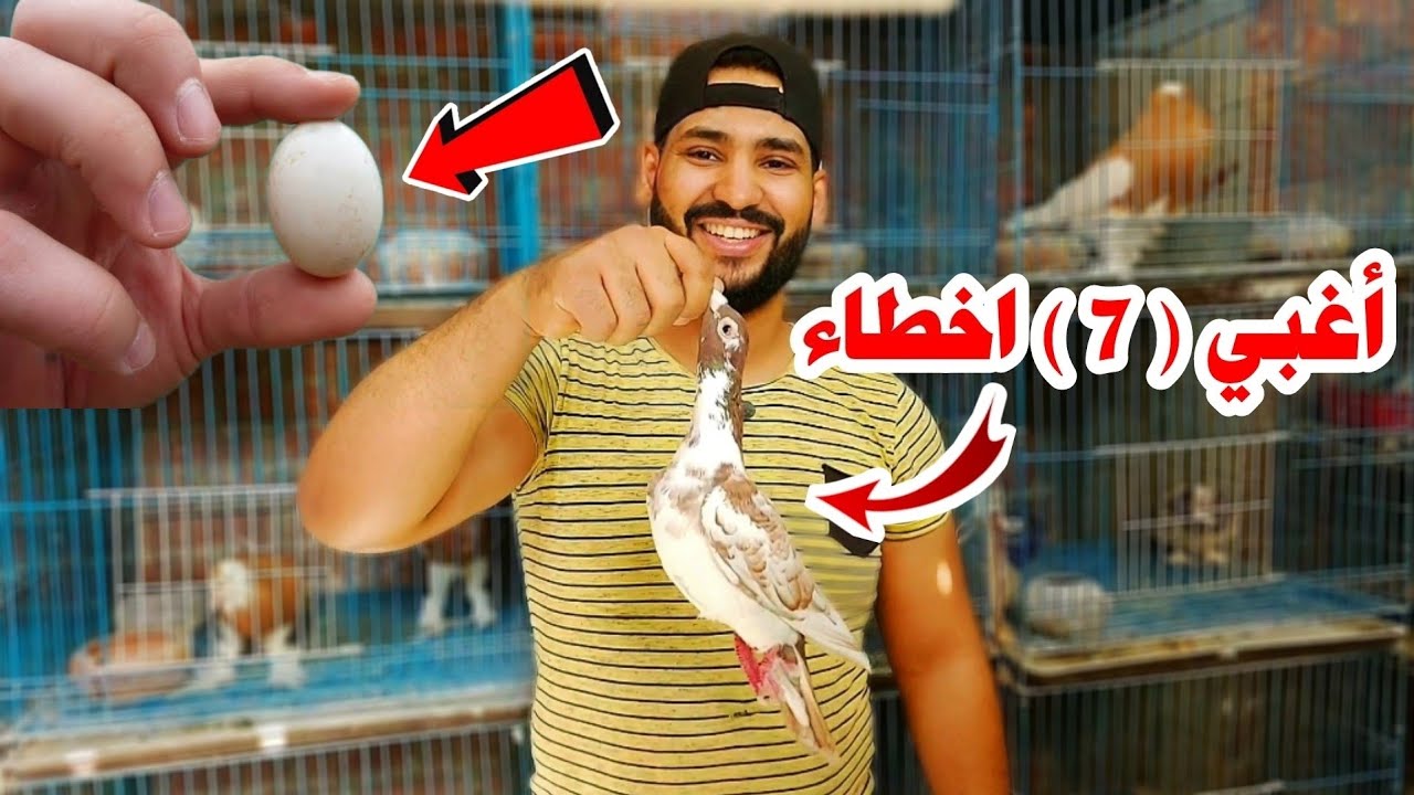 أغبي 7 اخطاء في تربيه الحمام | اوعي تعملهم
