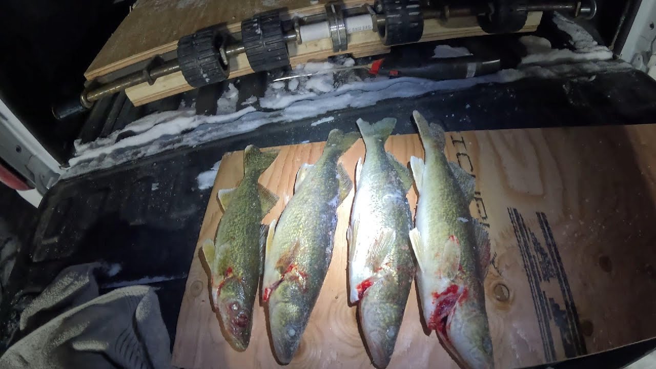 Smashing pike and walleye with Livescope