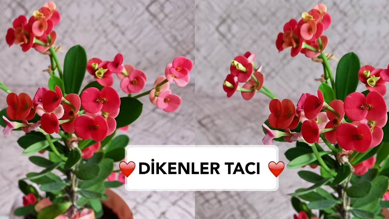 EUPHORBİYA MİLLİ | DİKENLER TACI ÇİÇEĞİ ÇOĞALTIMI