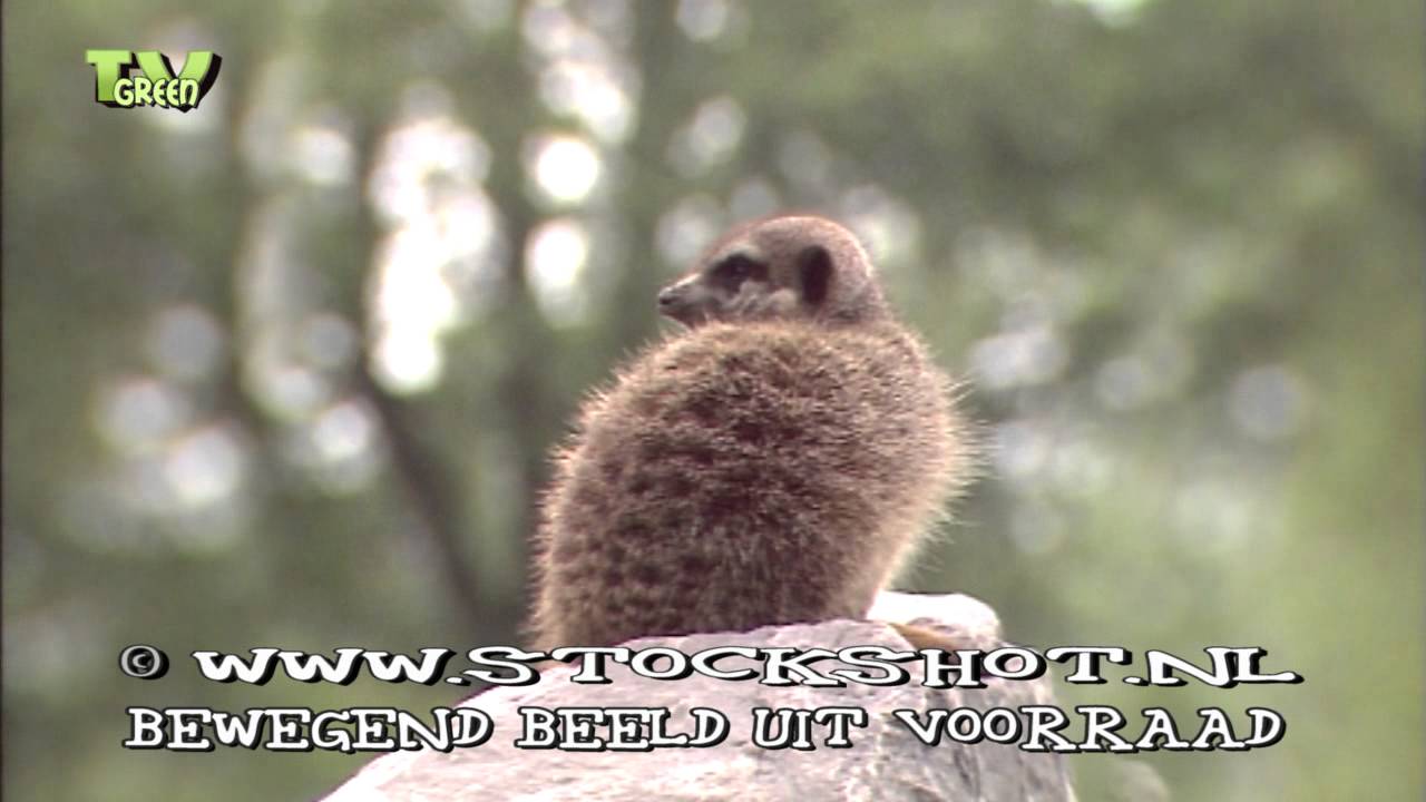 aardmannetje - stokstaartje - mongoose