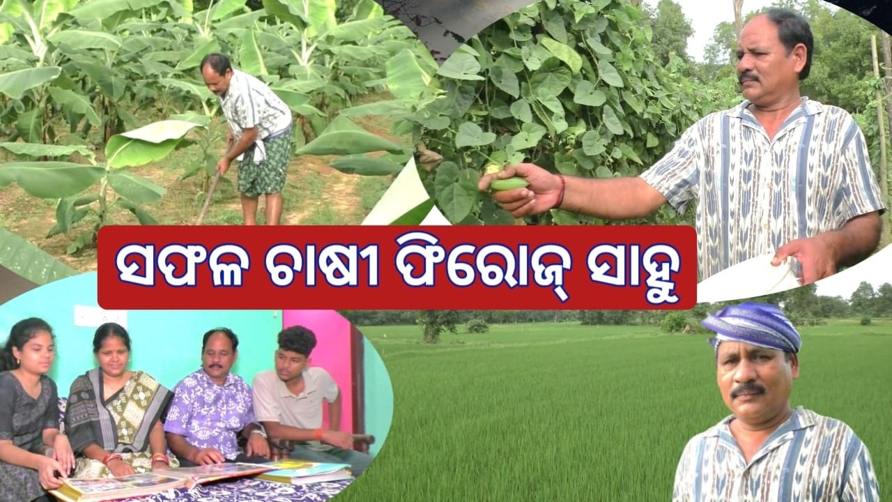 ଚଷା ଲକ୍ଷେ ପୁଷା ଚଷାର୍ ଲାଗି ବଢେ ବେଉସା, ତାର୍ ଲାଗି ମୁଠେ ମିଲେ ଆରନ୍ ଗର୍ସା / ସଫଳ ଚାଷୀ ଫିରୋଜ ସାହୁ #farmer