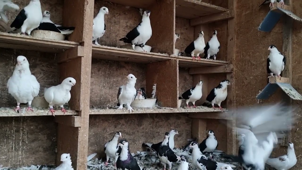 Porumbei Jucatori de Galati (și nu numai)