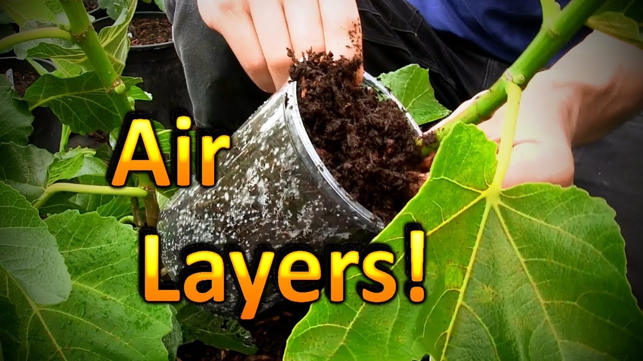 Air Layering Fig Trees | My Experiment and the Science Behind it