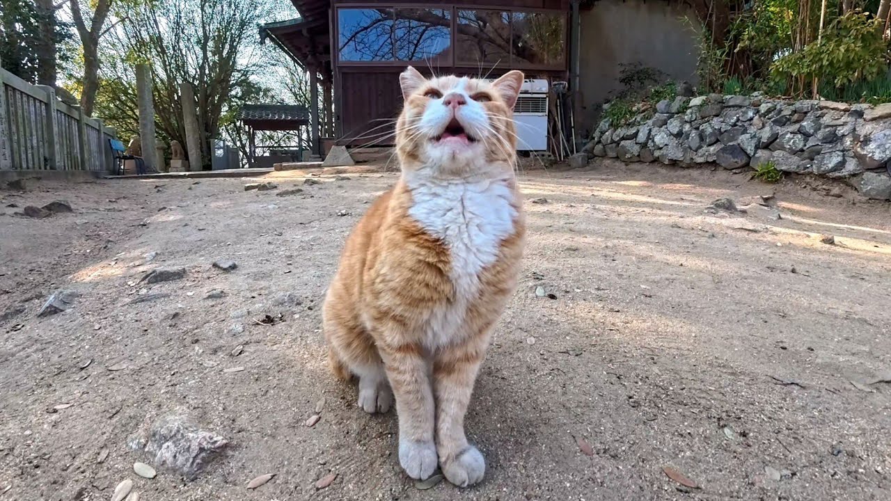 猫島の神社でよく喋る猫に出会った