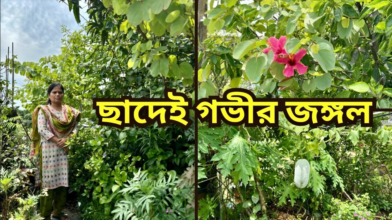 ছাদেই গভীর জঙ্গল | Forest in rooftop garden | Gardening idea for home bengali | Talk of Trees