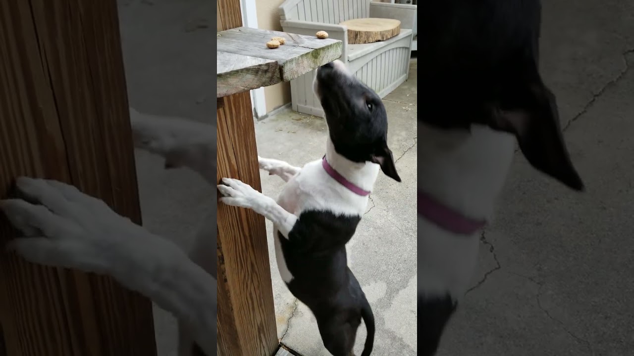 Hungry Mini bull terrier