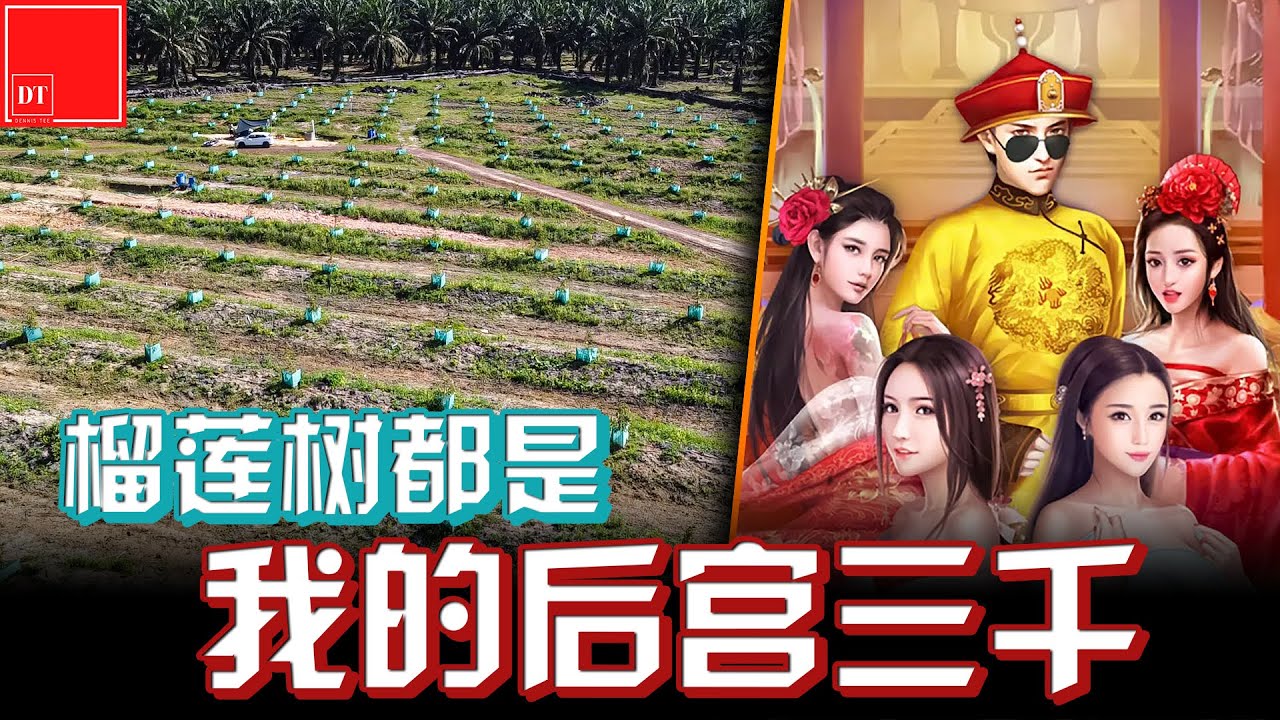 【#榴莲实验室】榴莲树都是我的后宫三千