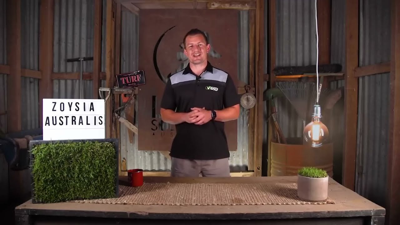 Introducing Zoysia Australis - Available Now from President Turf Supplies Sydney