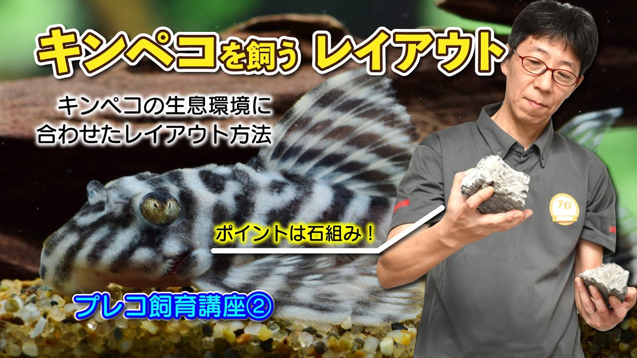 【熱帯魚-プレコ飼育講座②】キンペコを飼うレイアウト