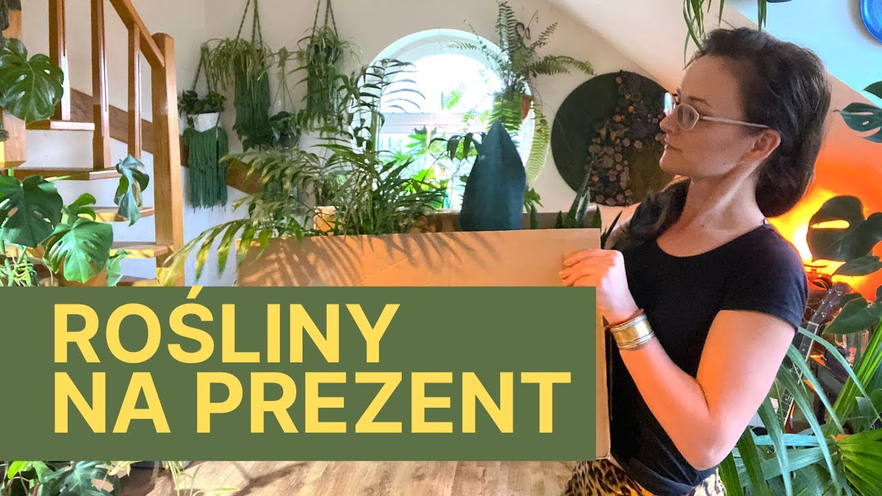 Rośliny doniczkowe na PREZENT 🌱 Jaką roślinę kupić na prezent ?