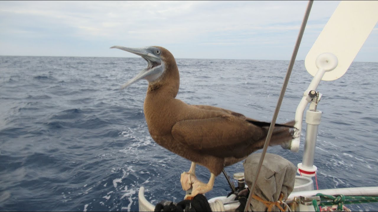 Flicka 20 - Sea Salt Potatoes and the Brown Booby