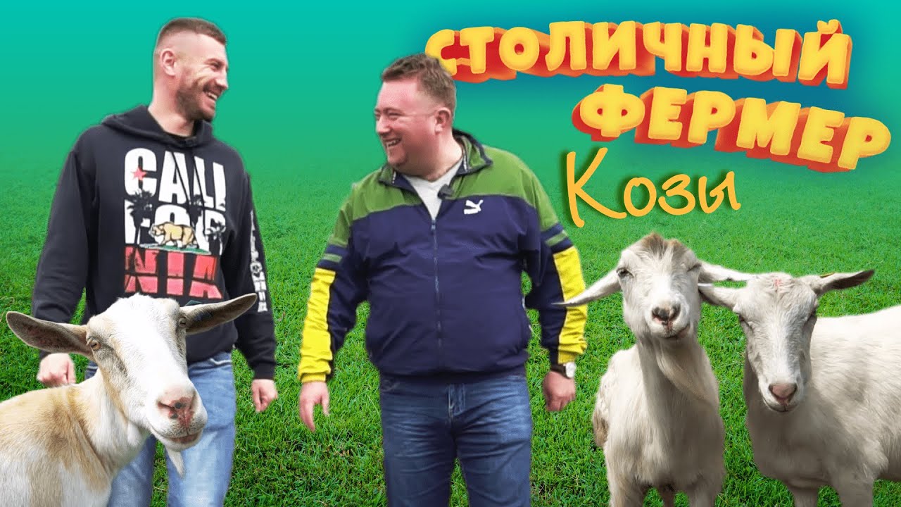 Бизнес на козьей ферме. Как производят козий сыр? Столичный фермер
