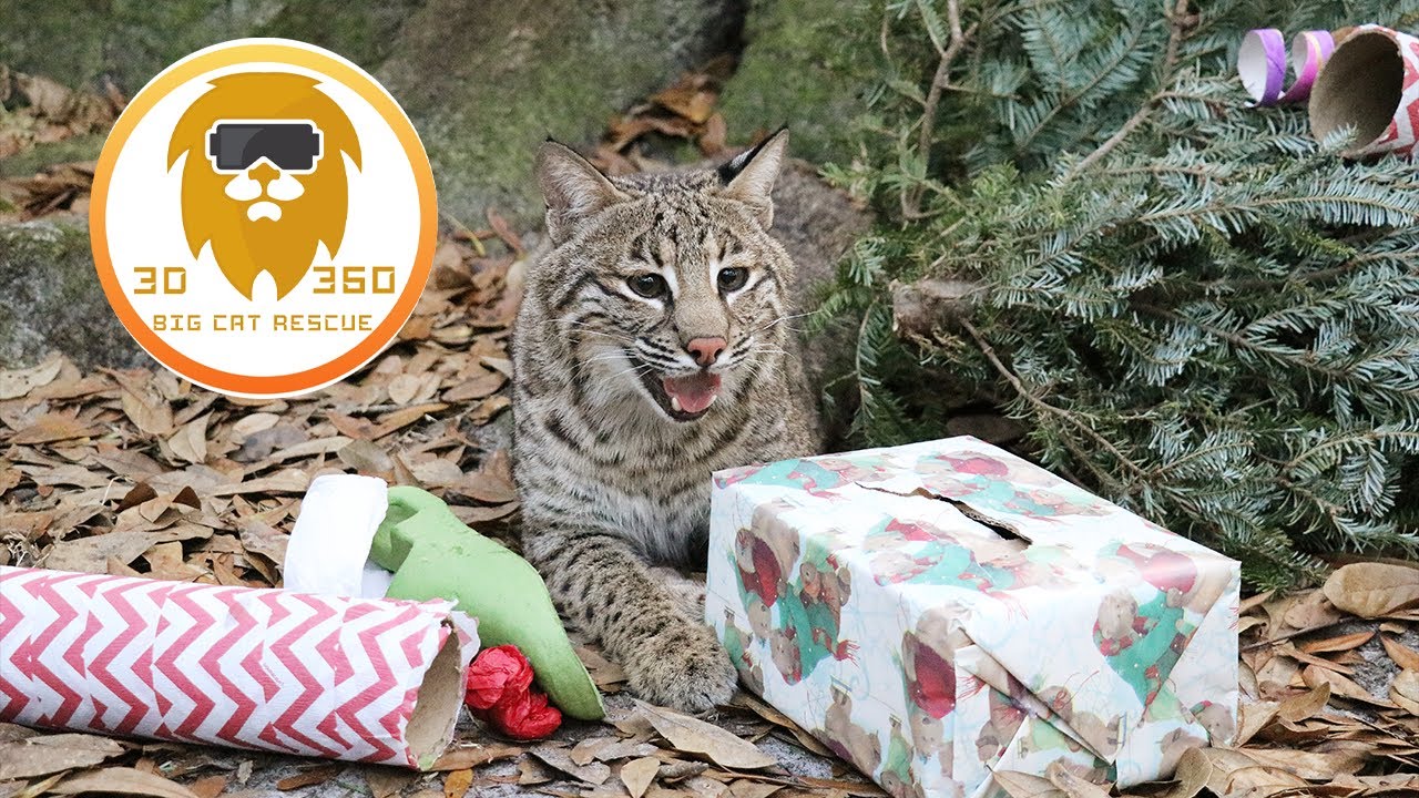 Christmas Trees are A-MEOW-SING!! 3D 180VR