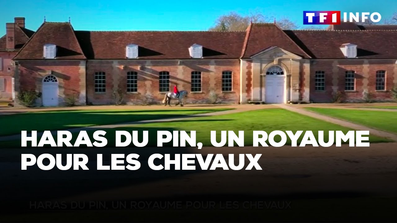 Haras du Pin, un royaume pour les chevaux｜TF1 INFO