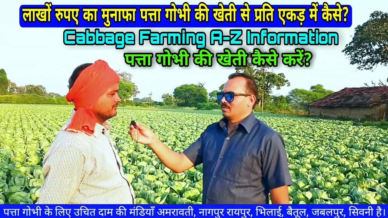 CABBAGE FARMING || पत्ता गोभी की खेती कैसे करें? || पत्ता गोभी || बंद गोभी ||  A-Z informatiom