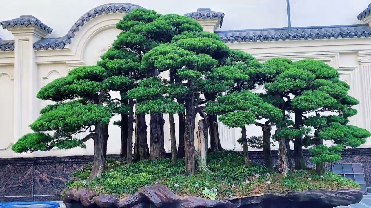 Sân vườn - Bonsai Lá Kim Tùng Bách Tại TP Hồ Chí Minh - Việt Nam#bonsai #garden #gardening #sanvuon