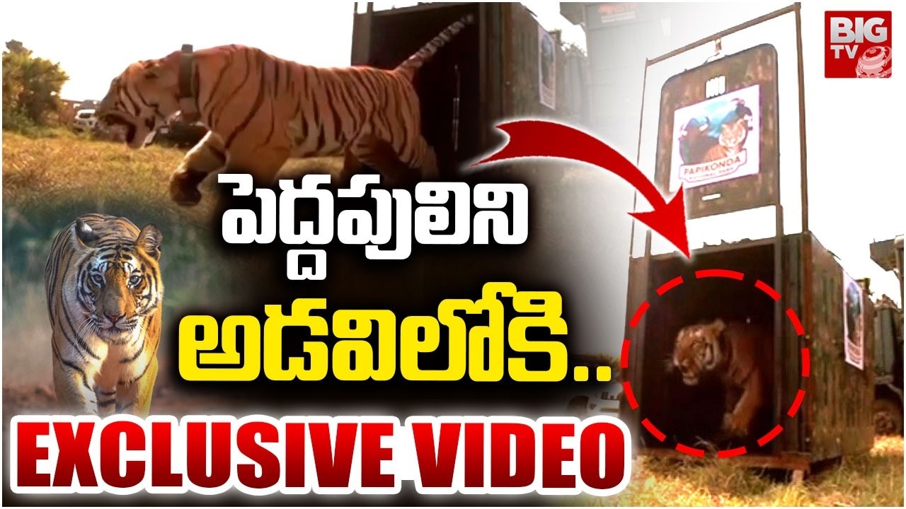 అడవిలోకి పెద్దపులి | Rajahmundry Captured tiger released into Papikonda National Park | BIG TV
