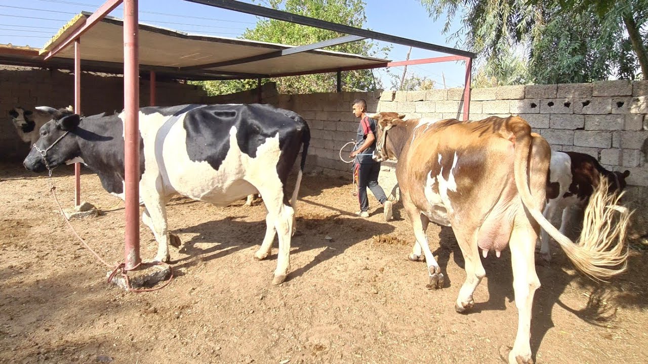 أبقار درجة إولى حقل المربي أنمار الجنابي محافظة ديالى