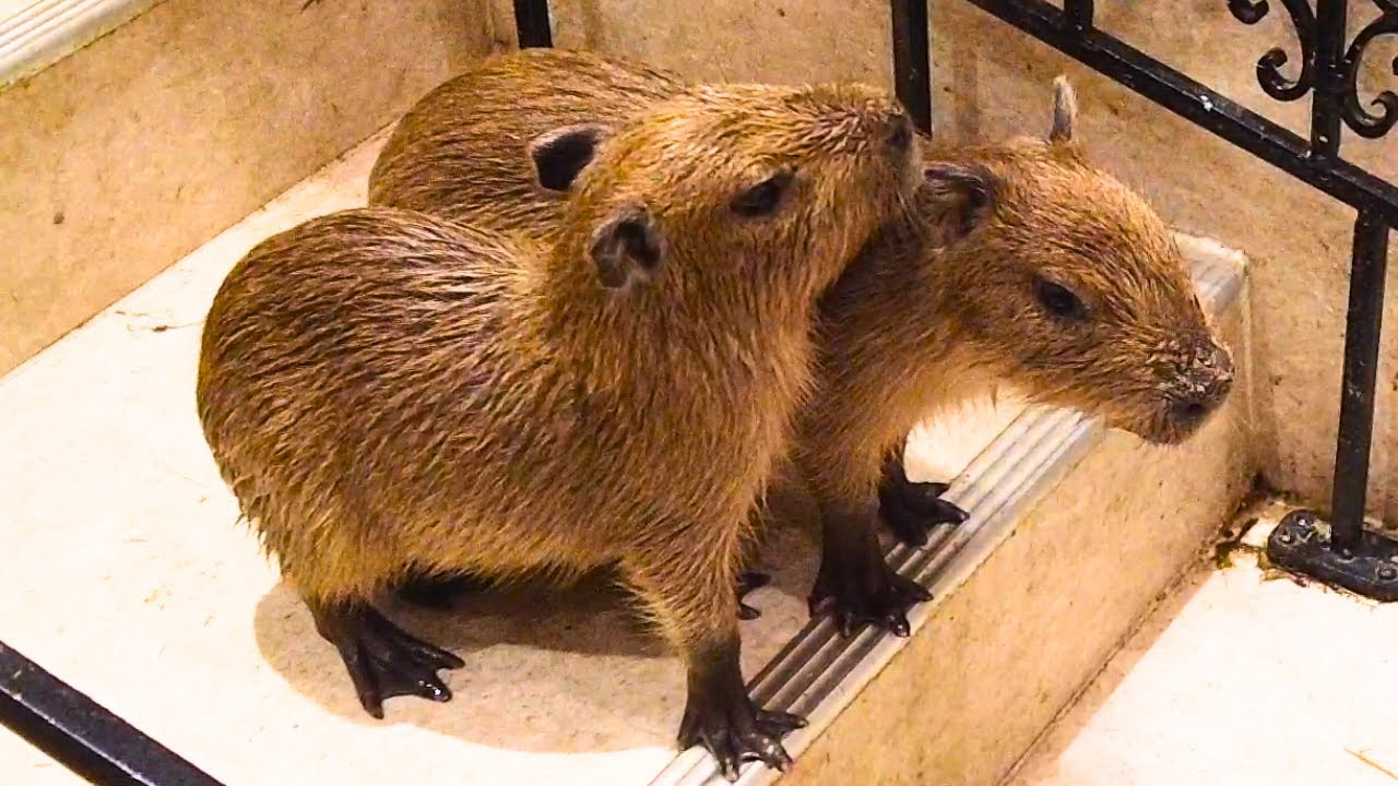 Самые милые моменты с детками капибары 😍 Анитуч Нагоя