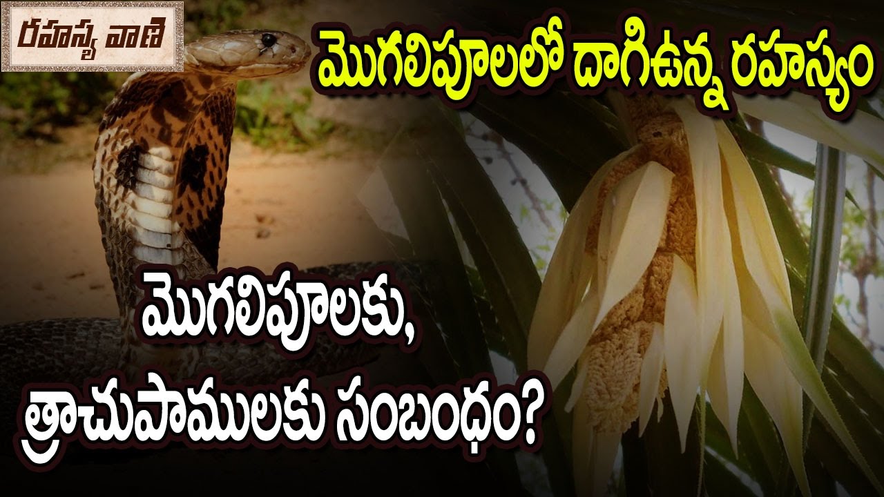Relation Between Snake and Mogali Flower - Rahasyavaani