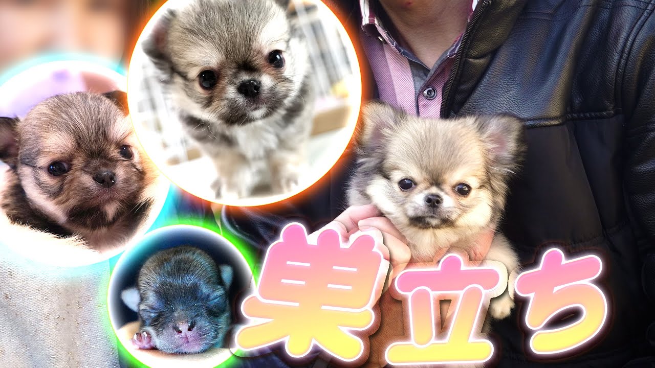 天使のように可愛く育った仔犬の巣立ち😭🥰😭