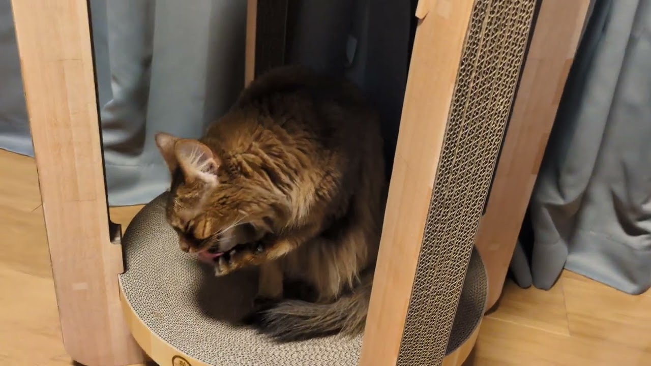 【1481日目】下を使うの珍しい #ソマリ #cat