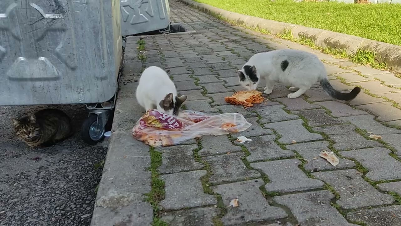 Stray Cats Find Food by a Trash Container – One Has Beautiful Blue Eyes