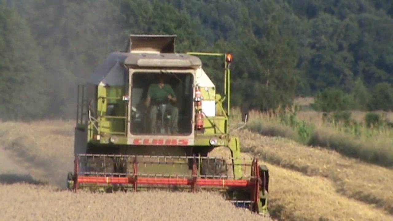 Żniwa 2010 /Koszenie Pszenicy cz I