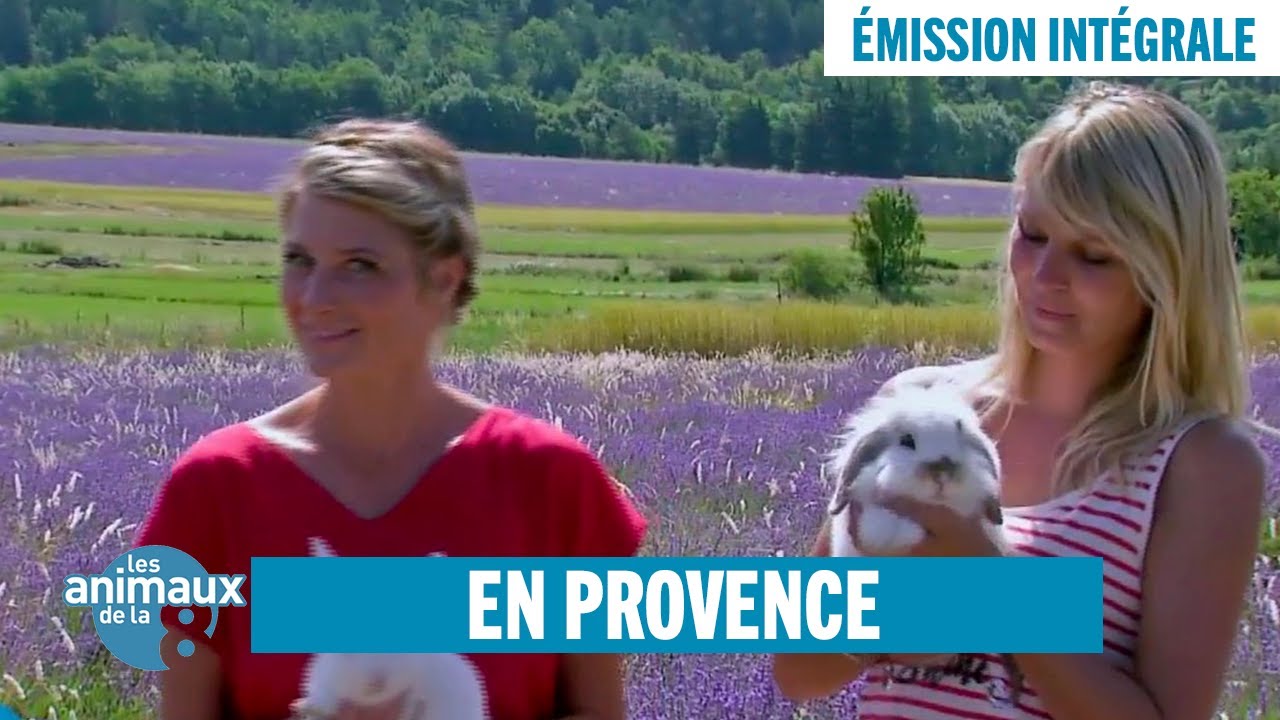 Les Animaux de la 8 en Provence - Émission intégrale