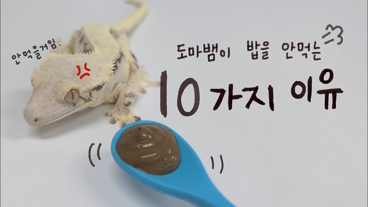 도마뱀이 밥 안먹는 10가지 이유 | 크레스티드 게코 알아가기
