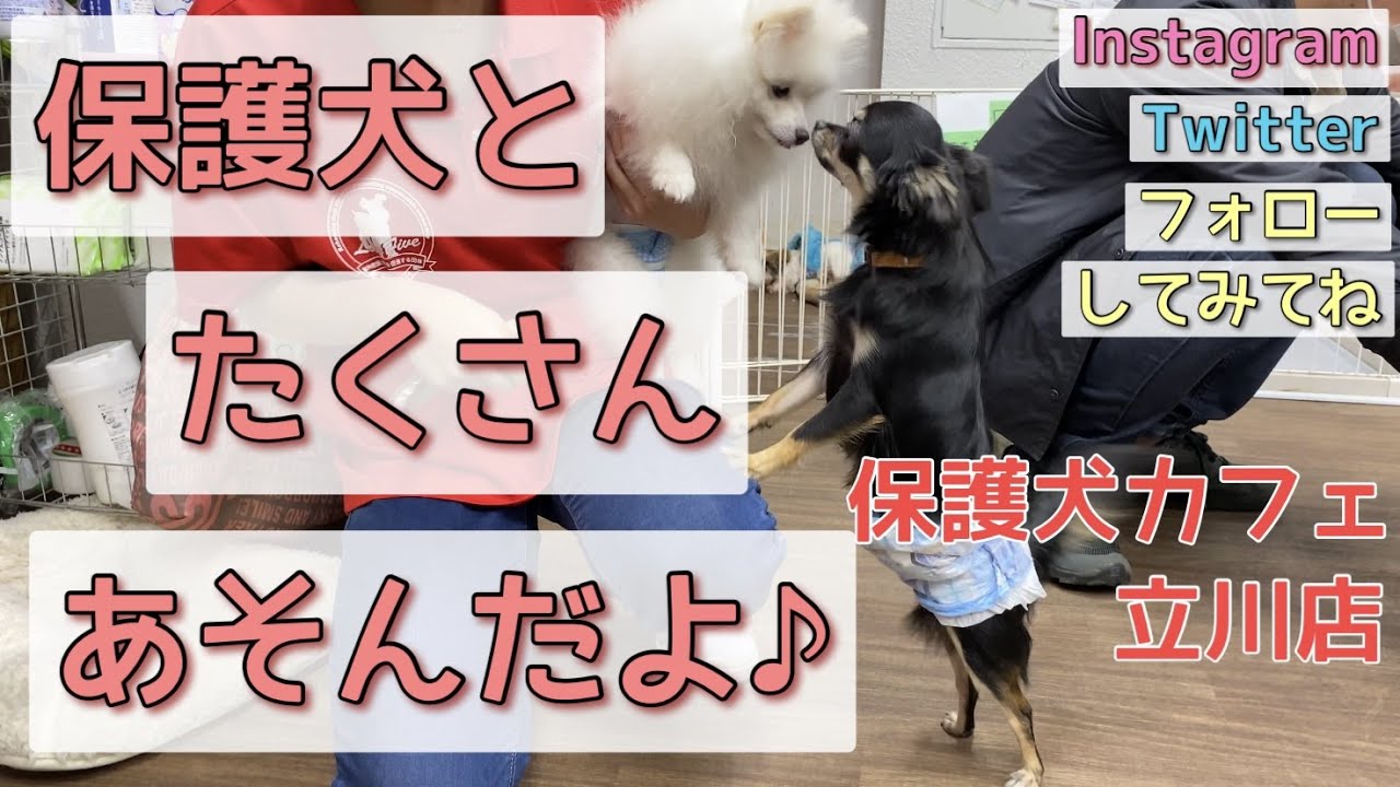 保護犬カフェ立川店へ行ってきたよ♪【可愛いロングコートチワワのウルくん】