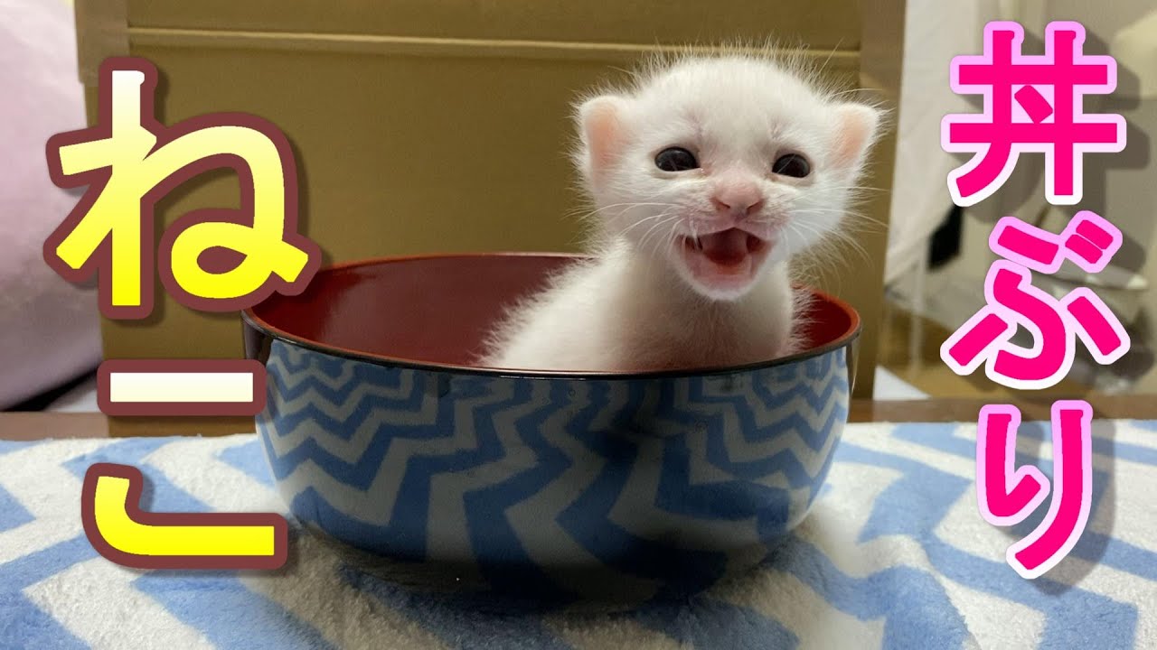 丼ぶりに入った生後13日目の赤ちゃん子猫が可愛いすぎた【保護猫】