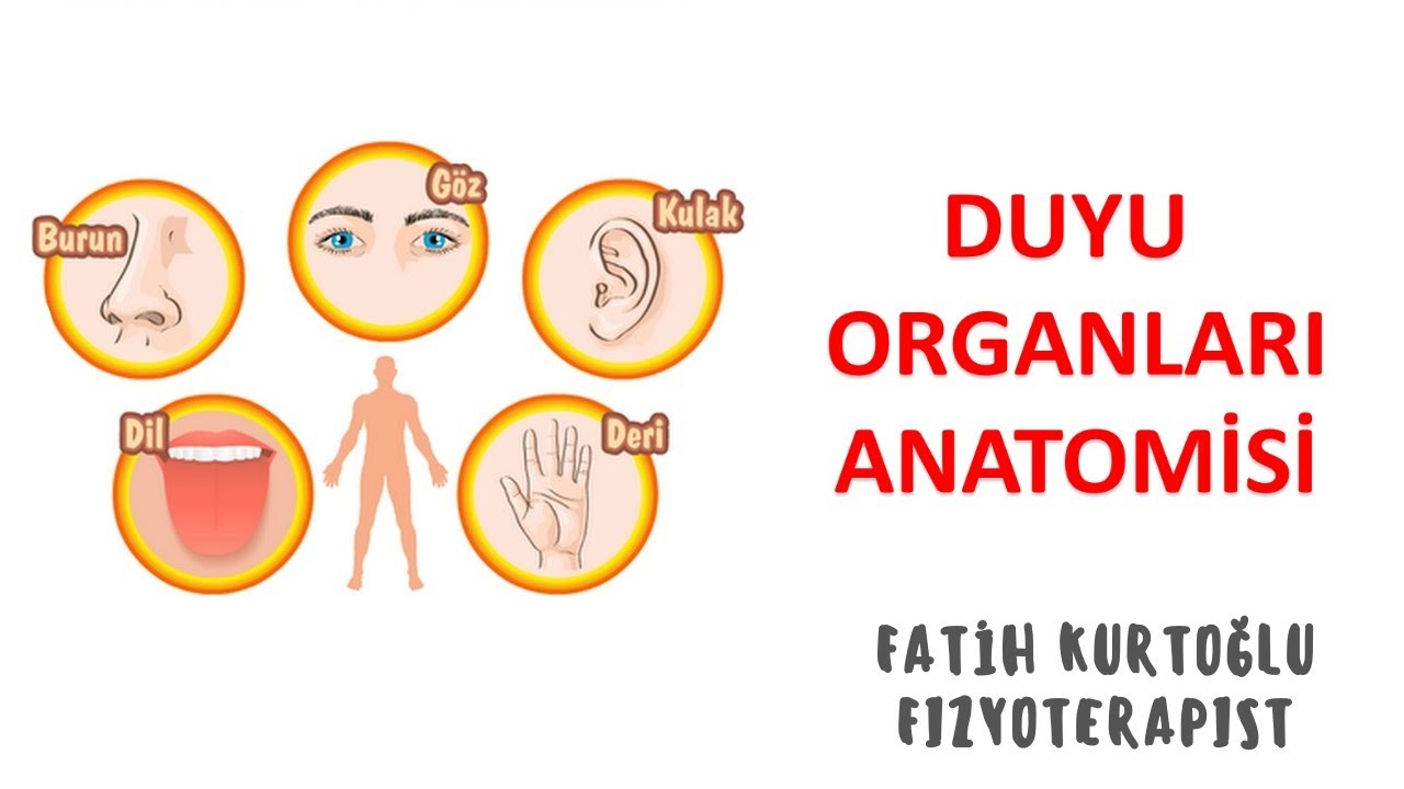 Duyu Organları | ANATOMİ SİSTEMLER KONU ANLATIMI -18