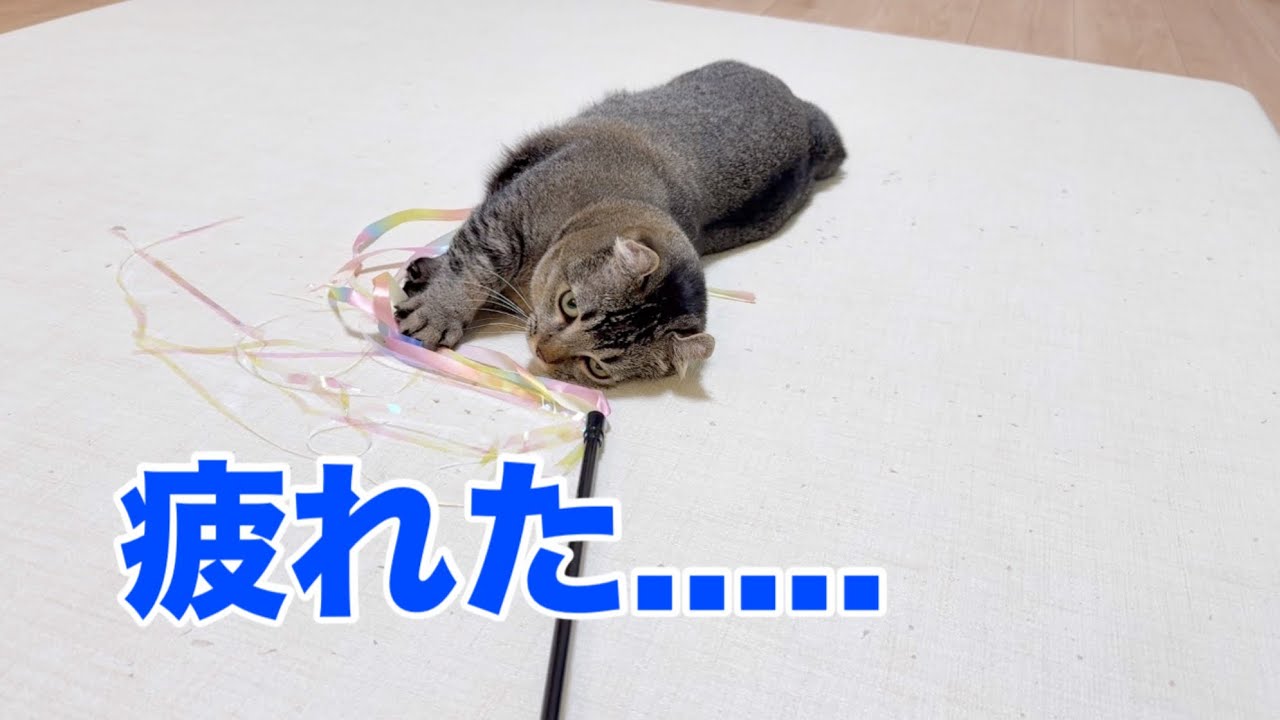 ダイソーのリボン猫じゃらしが最強！？きんたろうがバテるまで遊びました