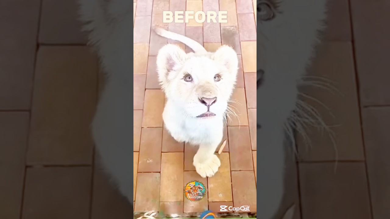 Shocking Animal Transformation! #animals #funny #wildlife