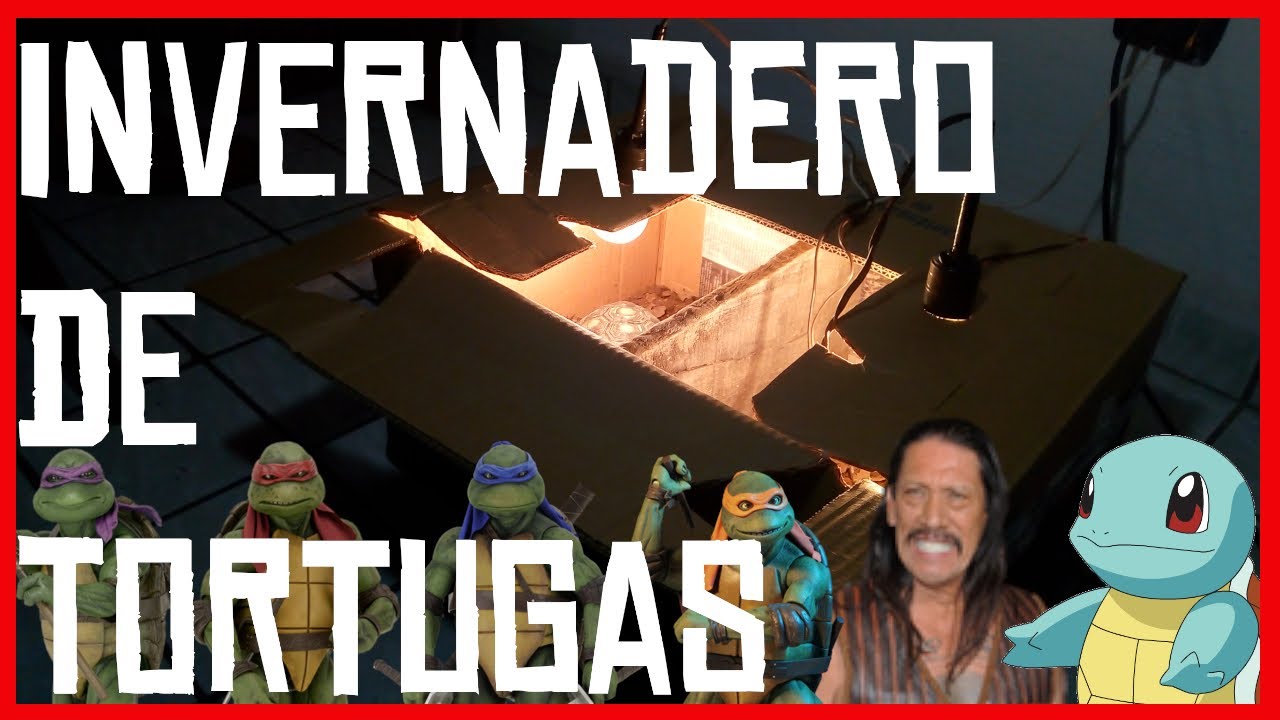 CREA TU P1NCHE INVERNADERO PARA TORTUGAS A CH1NGAR A SU MADRE (fácil) - SNIKSDER