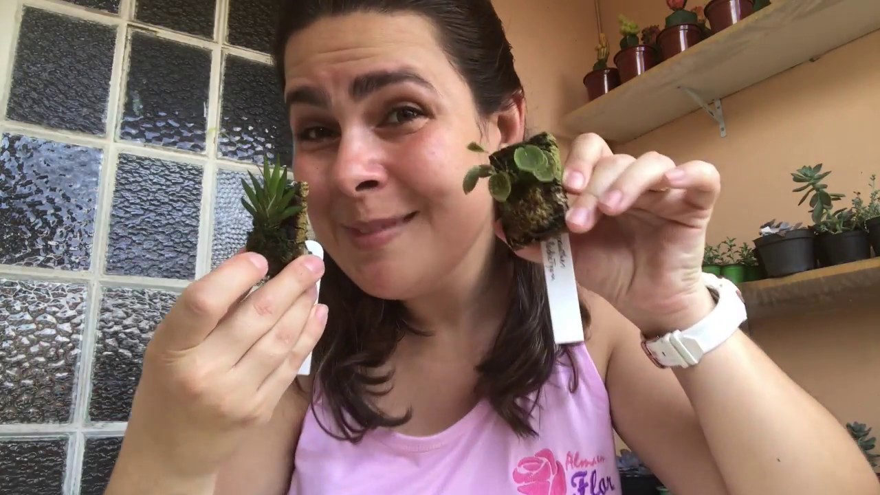 Alma em Flor entrando no mundo das micro orquideas ! Vendas (11)98401-7069