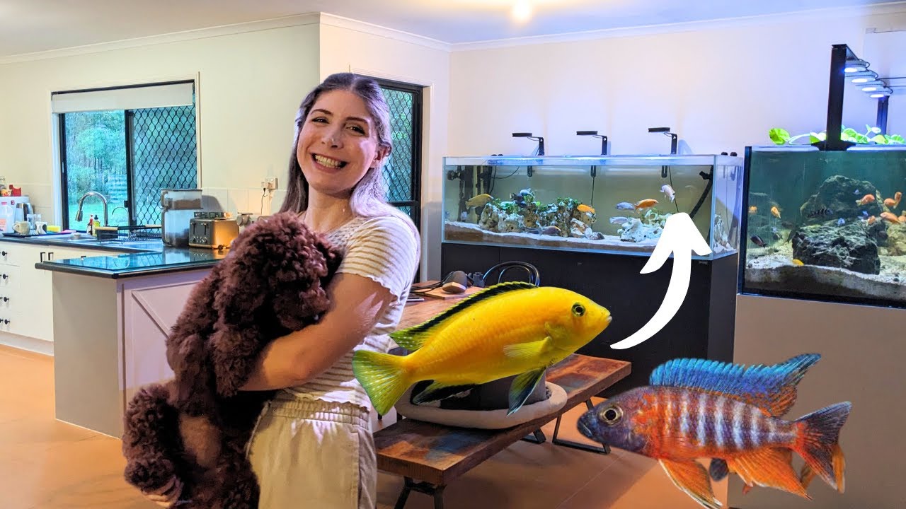 AFRICAN CICHLID Setup in My Living Space! (Complete)