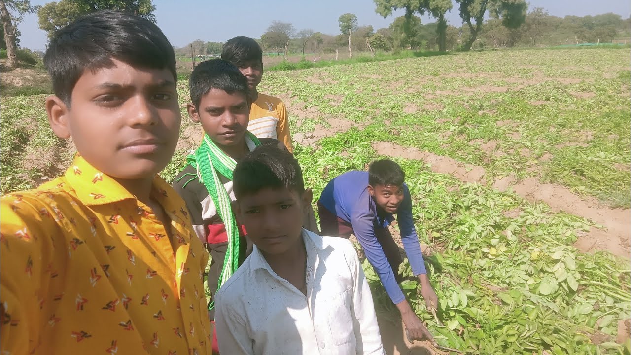 Potato Harvest Begins – Part 1 | Ankush Daily Diaries 