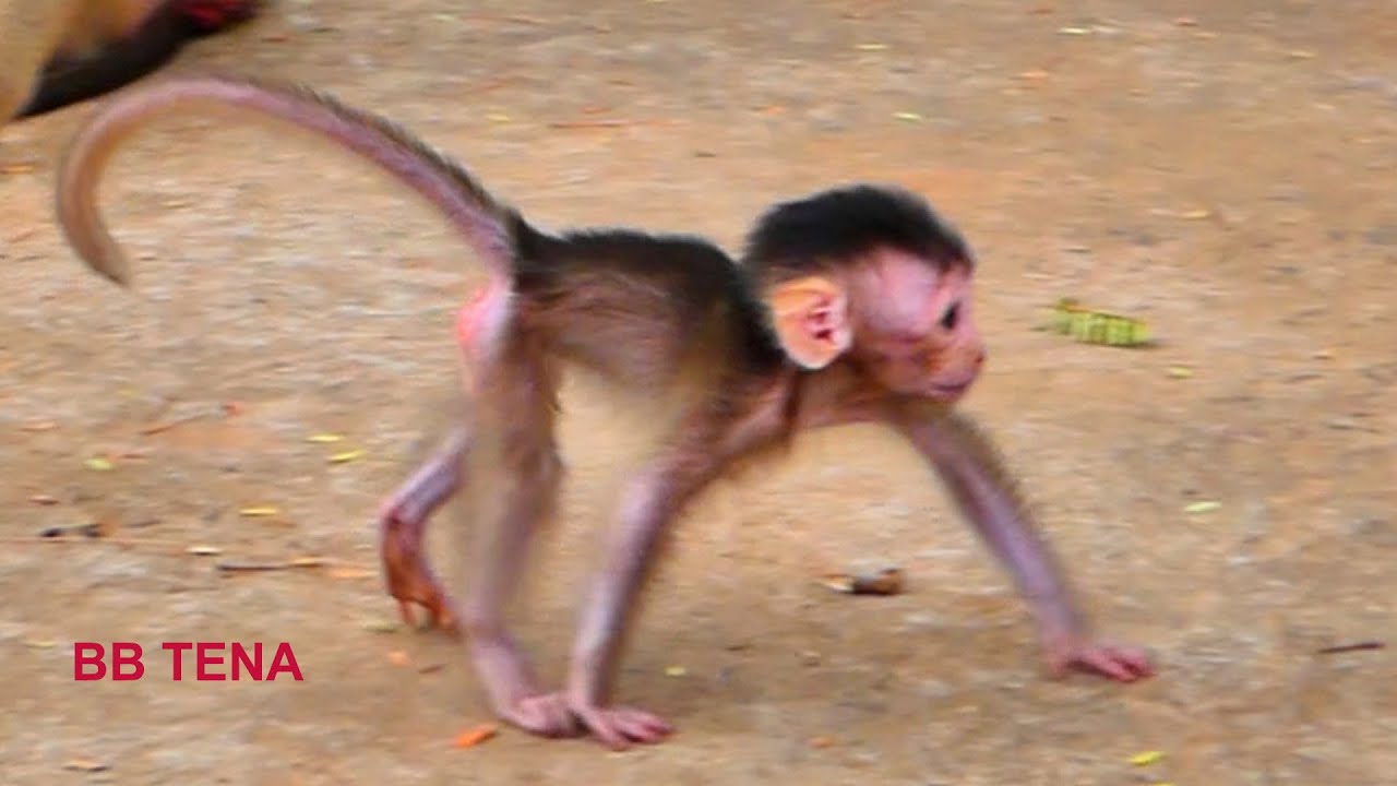 New baby monkey TENA go to join brother with awesome walking.