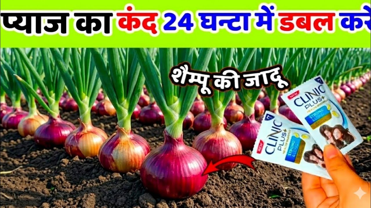 प्याज का कंद मोटा करने का सबसे आसान तरीका | pyaj ka kand kaise badhaye | pyaj ko mota kaise kare