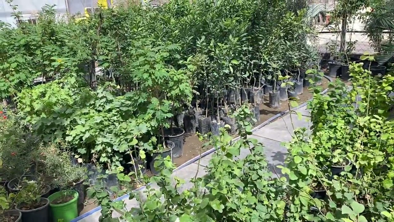 مشاتل القناة   بغداد مجاور بانزينخانة عشق بغداد    وطبعا   ايضا ارخص مشتل لبيع السنادين البلاستك